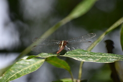 Rhodothemis rufa