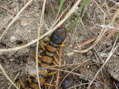 Scolopendra cingulata