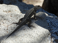 Sceloporus occidentalis longipes