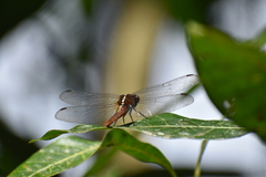 Rhodothemis rufa