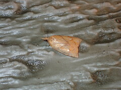 Cenopis reticulatana