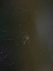 Mangora