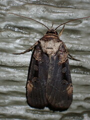 Pseudohermonassa bicarnea