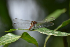Rhodothemis rufa