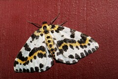 Abraxas grossulariata