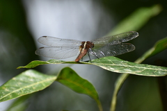 Rhodothemis rufa