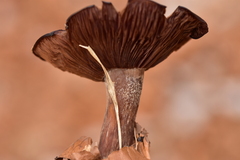 Pseudoclitocybe cyathiformis