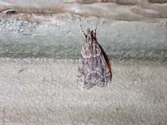 Eudonia strigalis