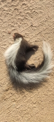 Mephitis macroura