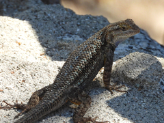 Sceloporus occidentalis longipes
