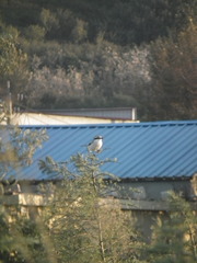 Lanius sphenocercus