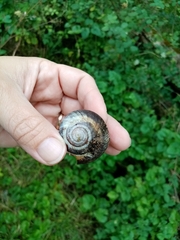 Helix lucorum