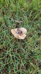 Lactifluus hygrophoroides