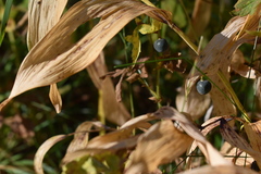 Polygonatum odoratum
