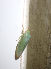 Rugosana querci
