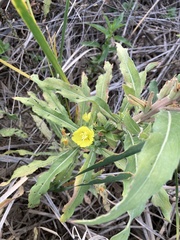Oenothera villosa