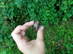 Helix lucorum