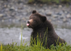 Ursus arctos sitkensis