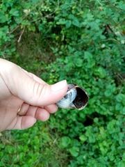Helix lucorum