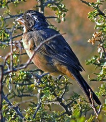 Saltator aurantiirostris