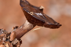 Pseudoclitocybe cyathiformis