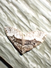 Euphyia intermediata