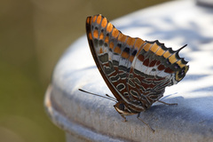 Charaxes jasius