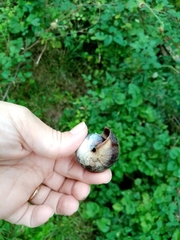 Helix lucorum