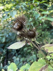 Arctium