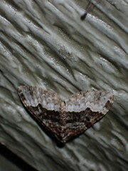 Euphyia intermediata