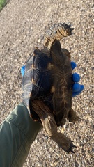 Gopherus berlandieri