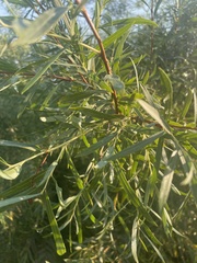 Salix exigua
