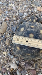 Gopherus berlandieri