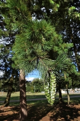 Pinus peuce