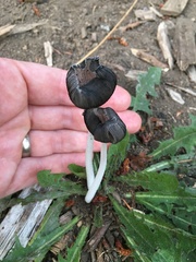 Coprinopsis lagopus