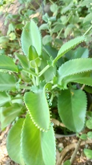 Kalanchoe laetivirens