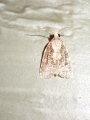 Platynota exasperatana