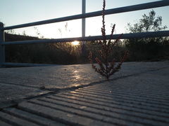 Salsola tragus