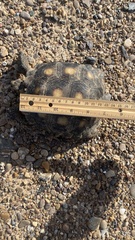 Gopherus berlandieri