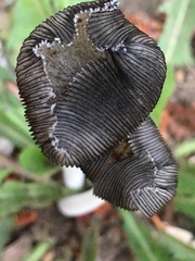 Coprinopsis lagopus