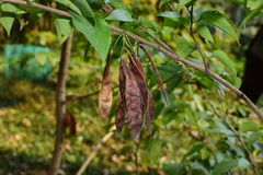 Cercis