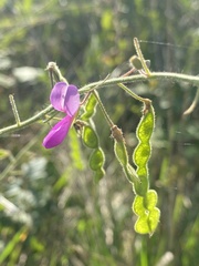 Desmodium