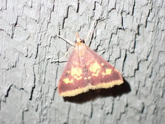 Pyrausta acrionalis