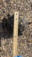 Gopherus berlandieri