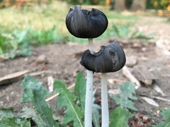 Coprinopsis lagopus