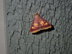 Pyrausta acrionalis