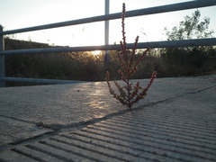 Salsola tragus