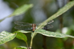 Rhodothemis rufa