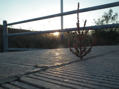 Salsola tragus