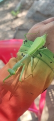 Stagmomantis limbata